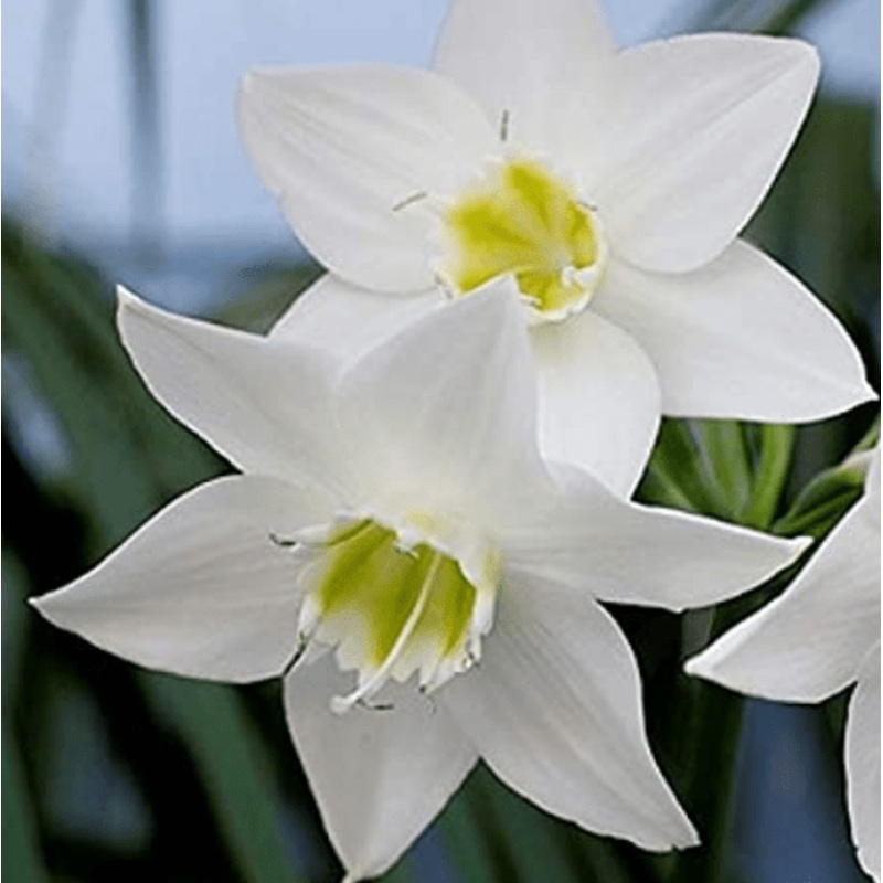 Buy Eucharis/Amazon Lily Flower Bulbs| imported amazon lily| white color | set of 5 – Sovi
