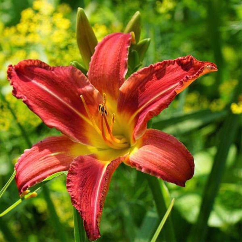 Buy Hemerocallis, Day Lily (Any Color) – Plant
