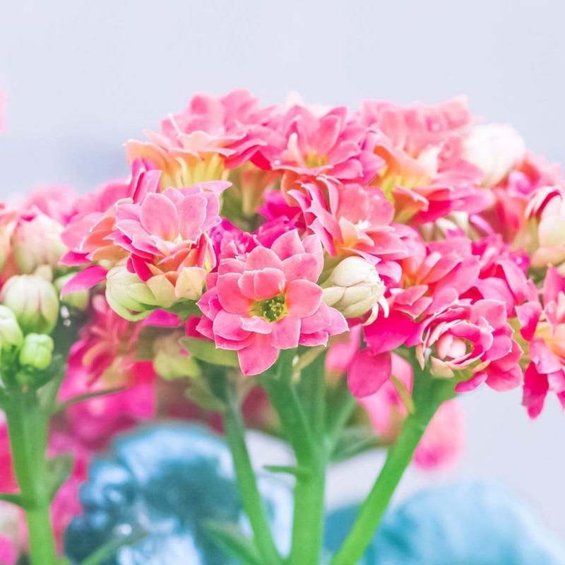 Buy Kalanchoe Plant