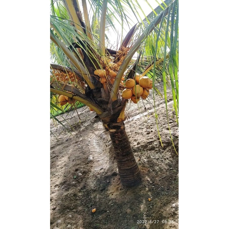 Buy Malaysian Dwarf / Thengu Coconut Tree