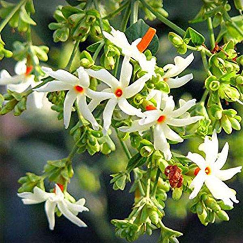 Buy Parijat Tree, Night Flowering Jasmine, Nyctanthes arbor-tristis