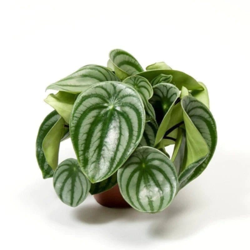 Buy Peperomia Watermelon plant