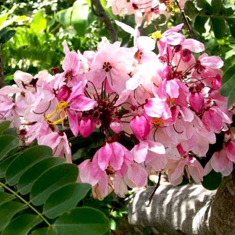 Buy Pink Shower, Cassia Javanica, Javanica Plant