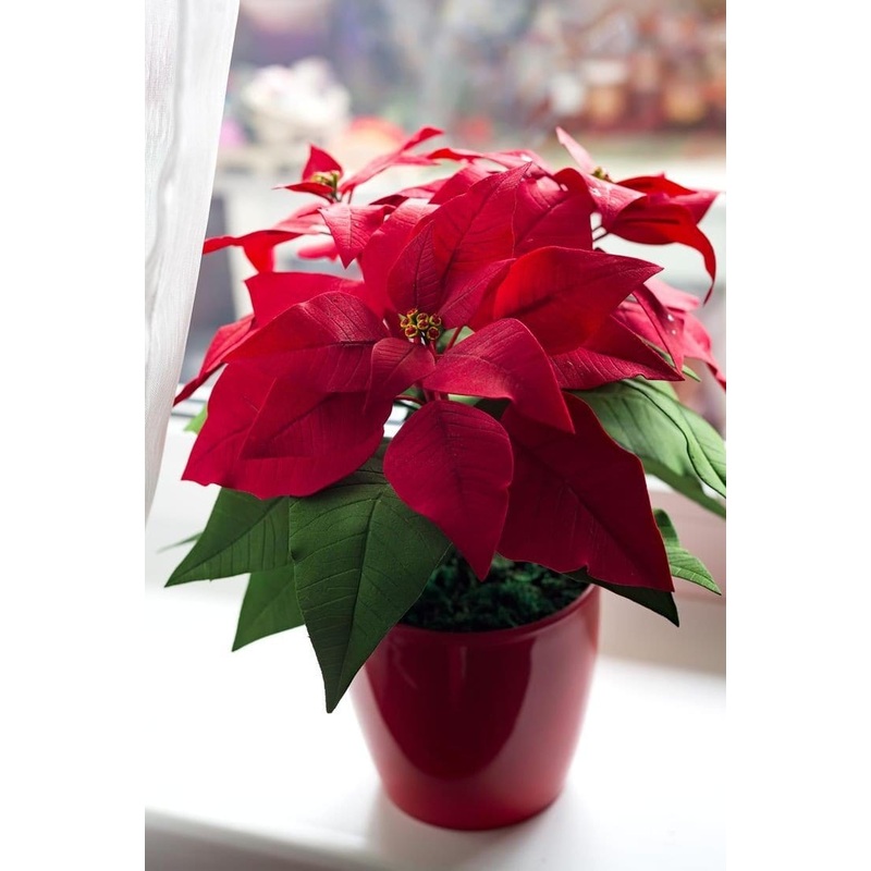 Buy Poinsettia Plant