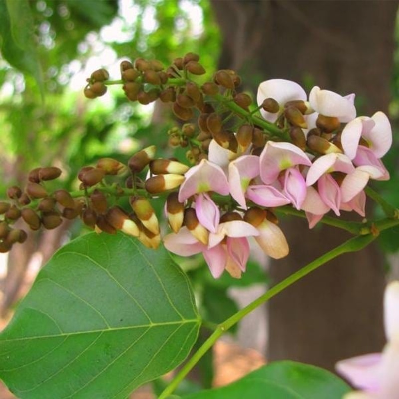 Buy Pongamia Pinnata, Karanj Tree