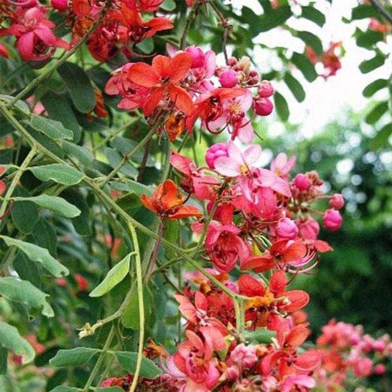 Buy Rose Shower, Cassia Marginata Seeds