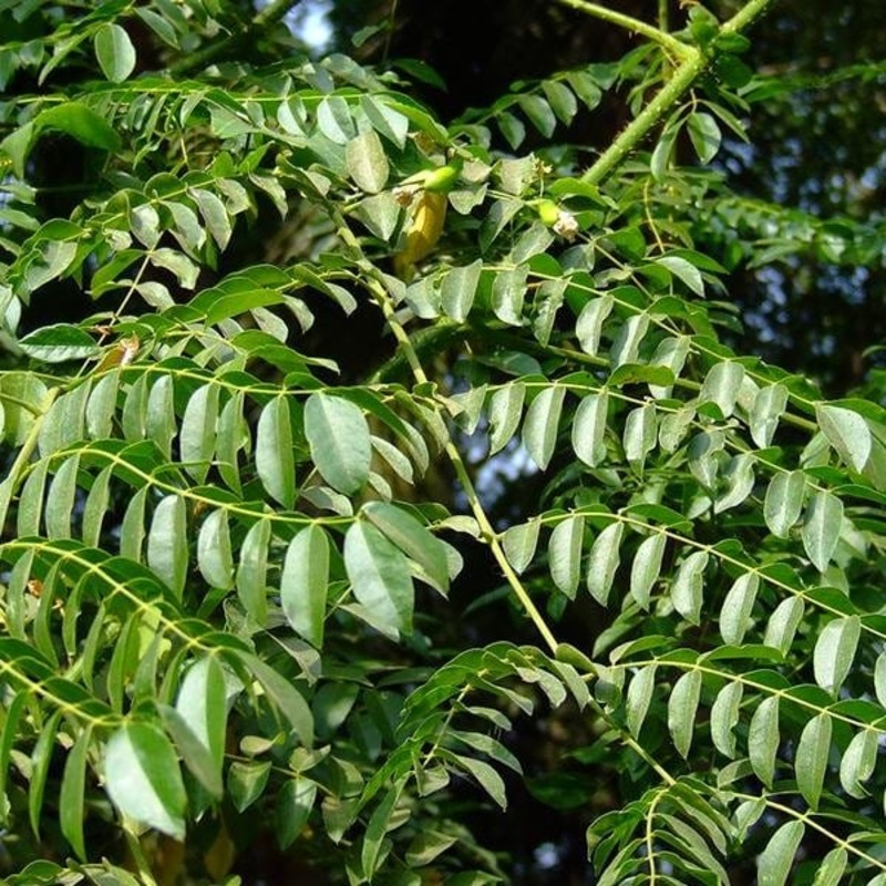 Buy Sagar Gota Plant