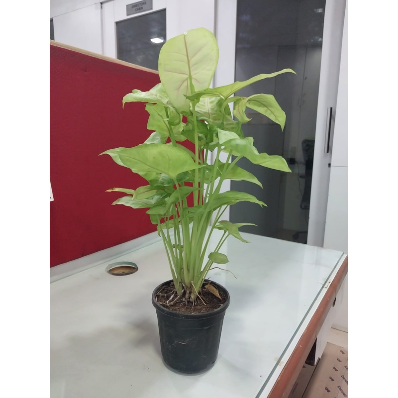 Buy set of 5 Syngonium Red Vein plant with pot