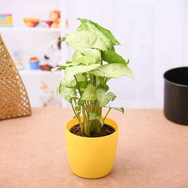Buy Syngonium Green Plant
