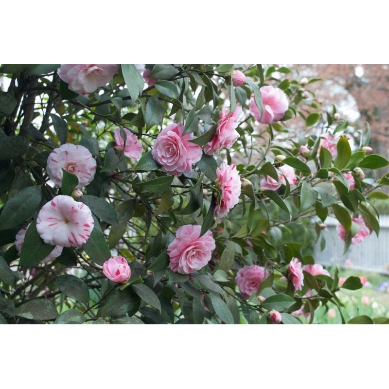 Camellia Japonica Plant