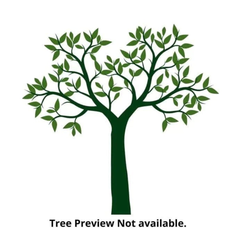 Ceioba pentendra Buruga Seeds -1 Kg