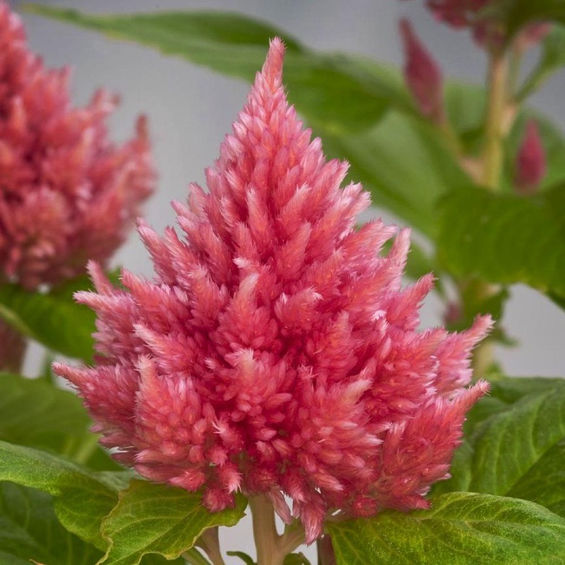 Celosia Plumosa Glow Pink Seeds