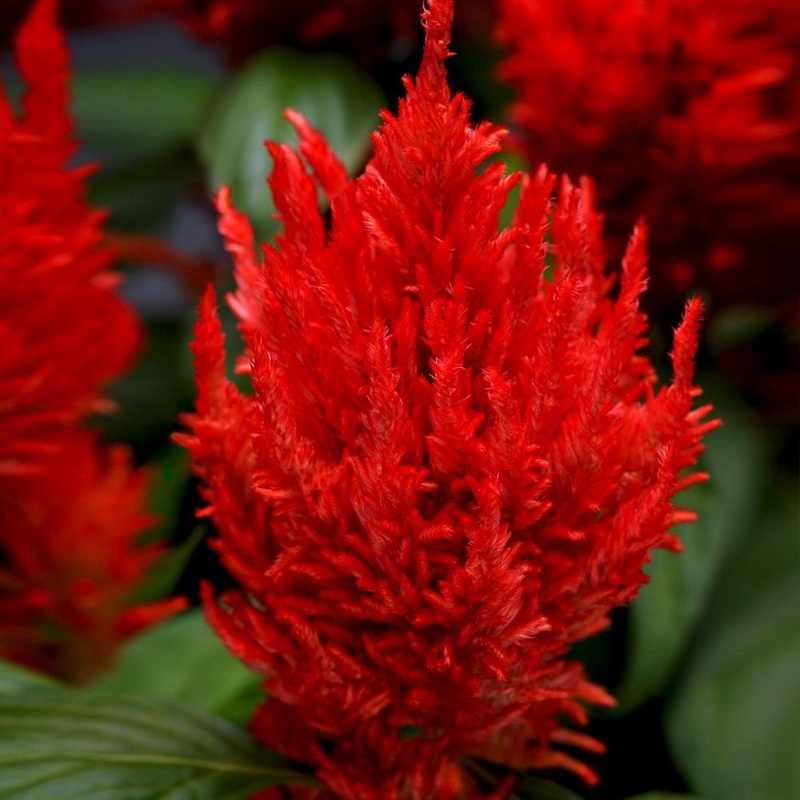 Celosia Plumosa Glow Red Seeds