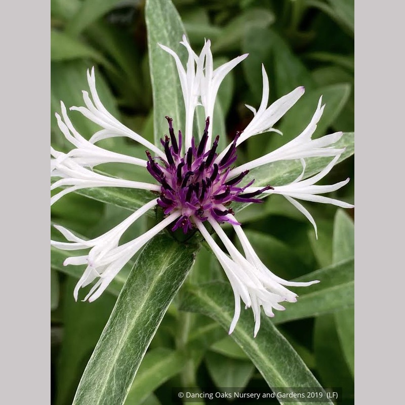 Centaurea montana ‘Amethyst in Snow’, Mountain Bluet