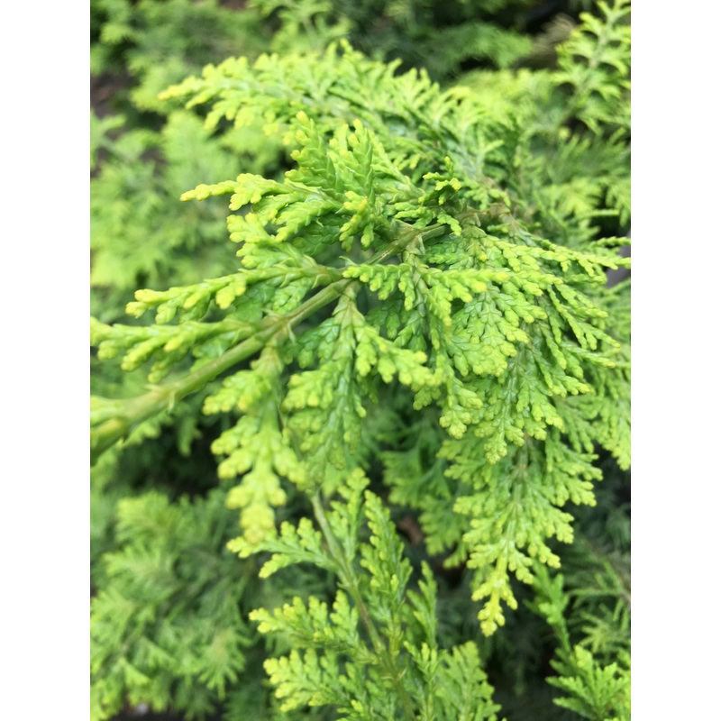 Chamaecyparis obtusa ‘Fernspray Gold’, Golden Fernspray Hinoki Cypress