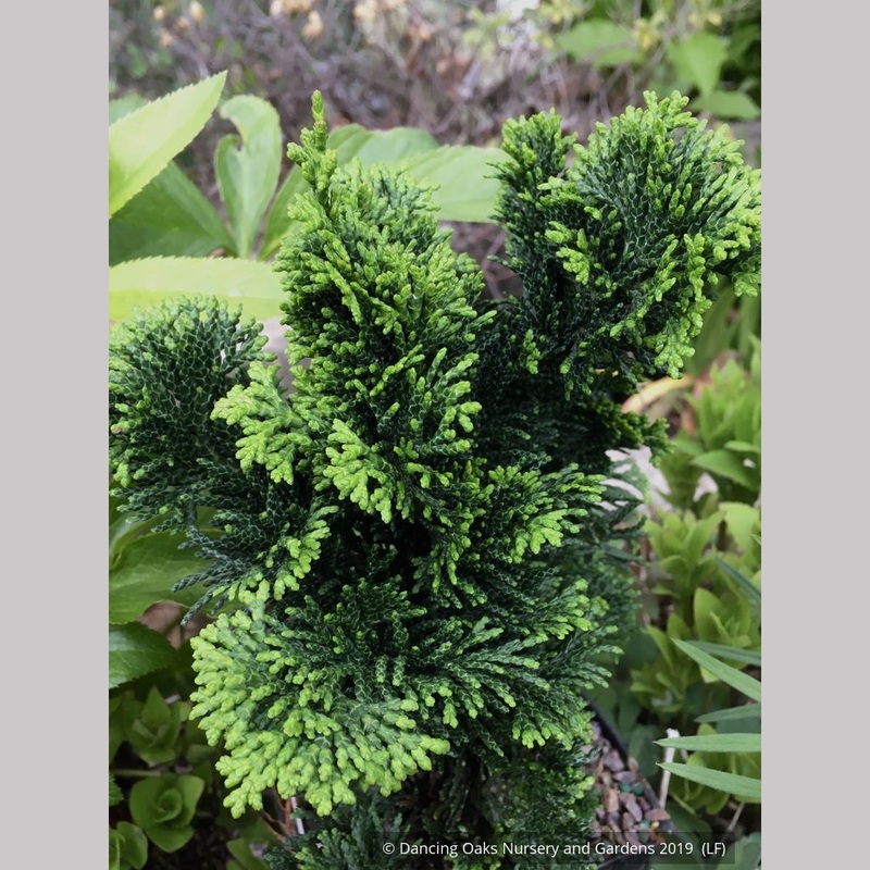 Chamaecyparis obtusa ‘Vokel’s Upright’, Hinoki Cypress