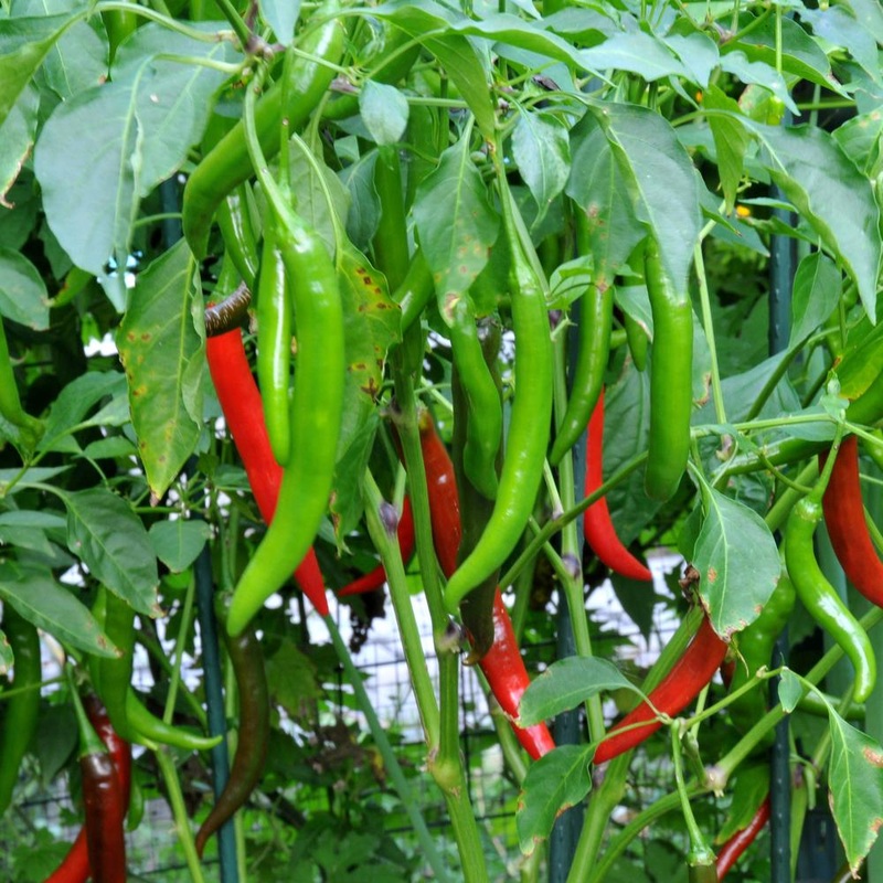 Chilli – Haree Mirchi Seeds 50gm