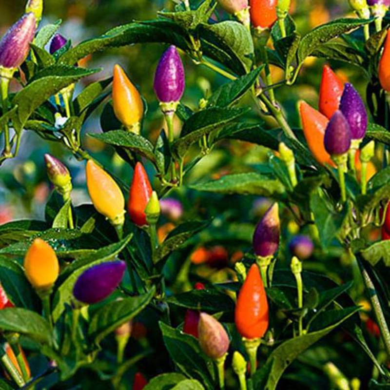 Chilli Ornamental Choice Mixed – Seeds