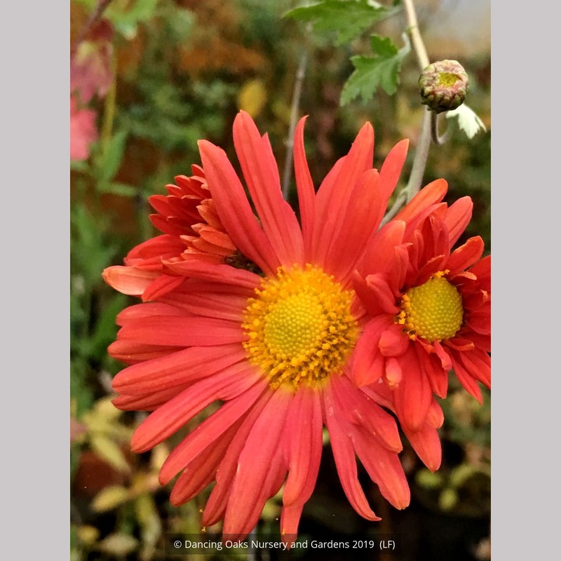 Chrysanthemum ‘Cathy’s Rust’|0.5 qt|1.5 qt