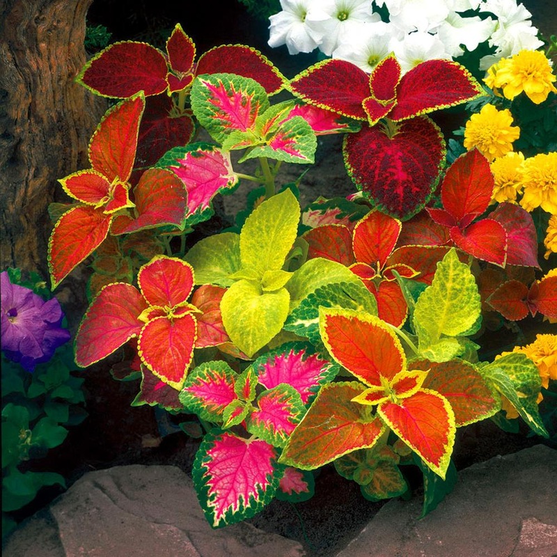 Coleus Wizard Mix