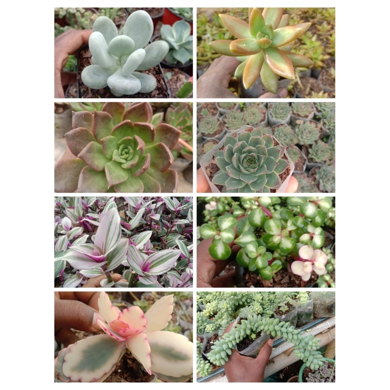 Combo Pack of 8 Succulents