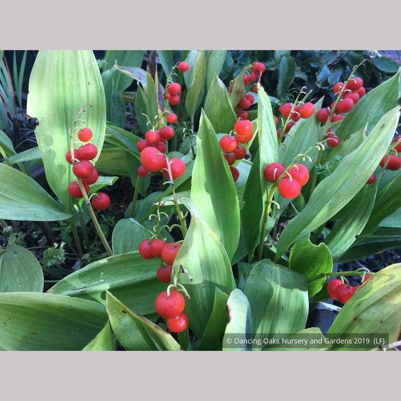 Convallaria majalis ‘Bordeaux’, Lily of the Valley