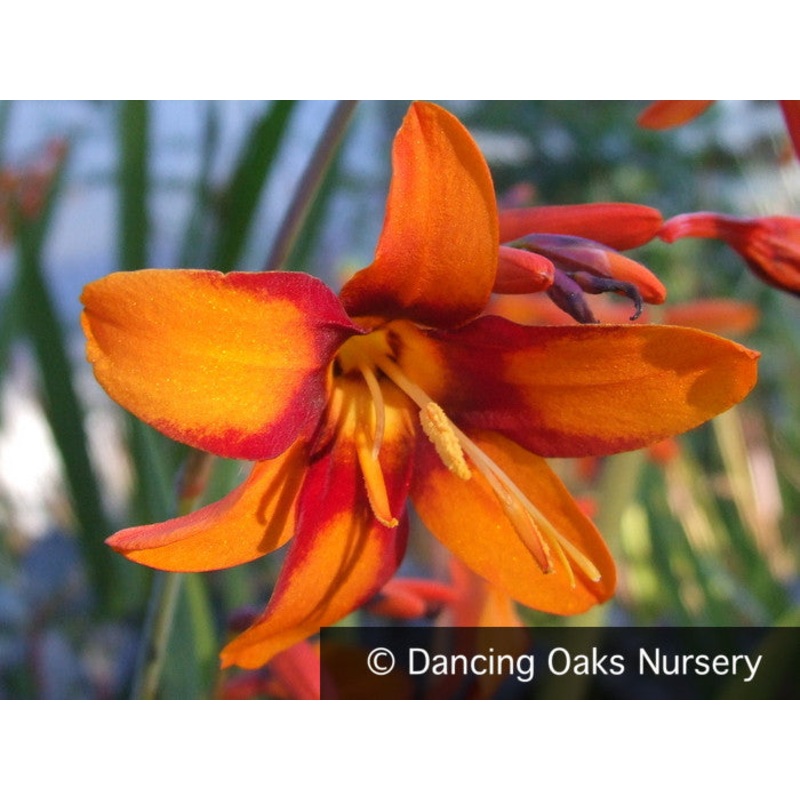 Crocosmia x crocosmiiflora ‘Emily McKenzie’, Crocosmia