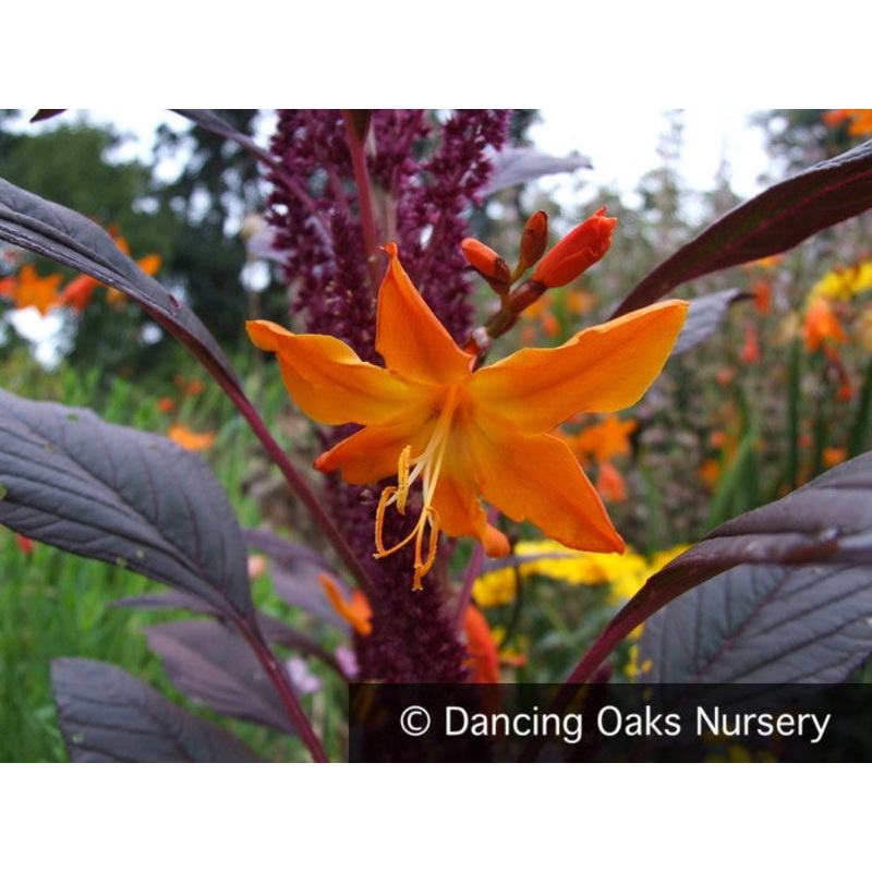 Crocosmia x crocosmiiflora ‘Star of the East’, Crocosmia