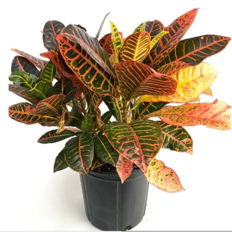 Croton Petra