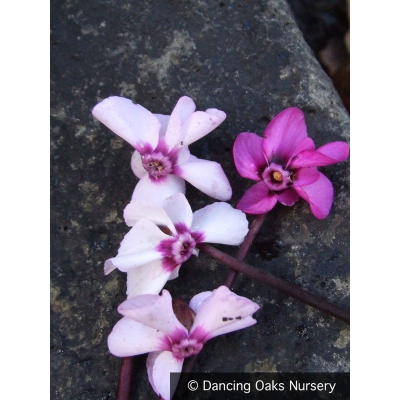 Cyclamen coum, Hardy Cyclamen|2 inch
