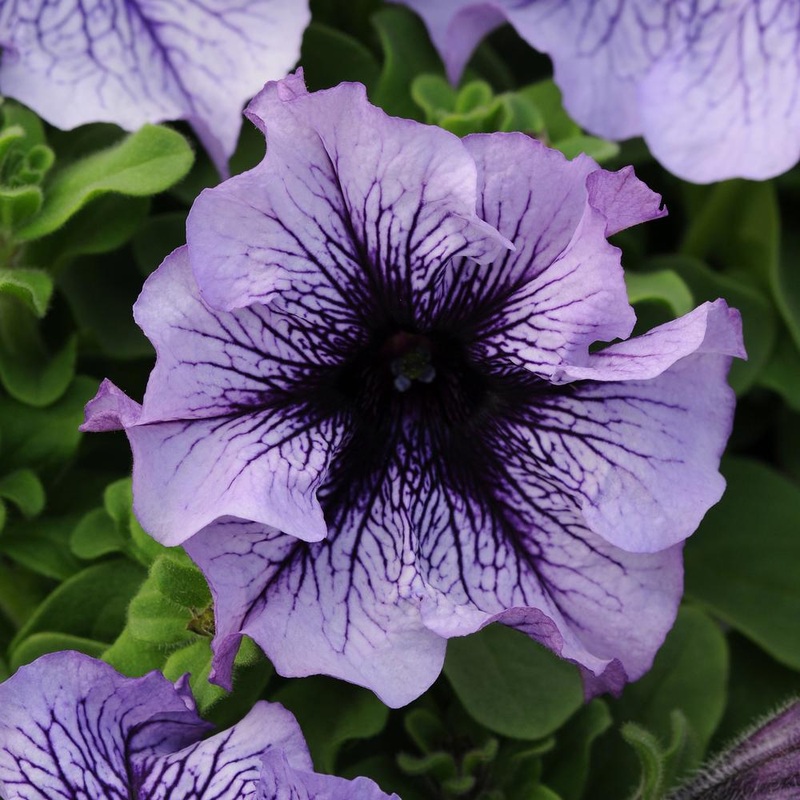 Daddy Mix Petunia