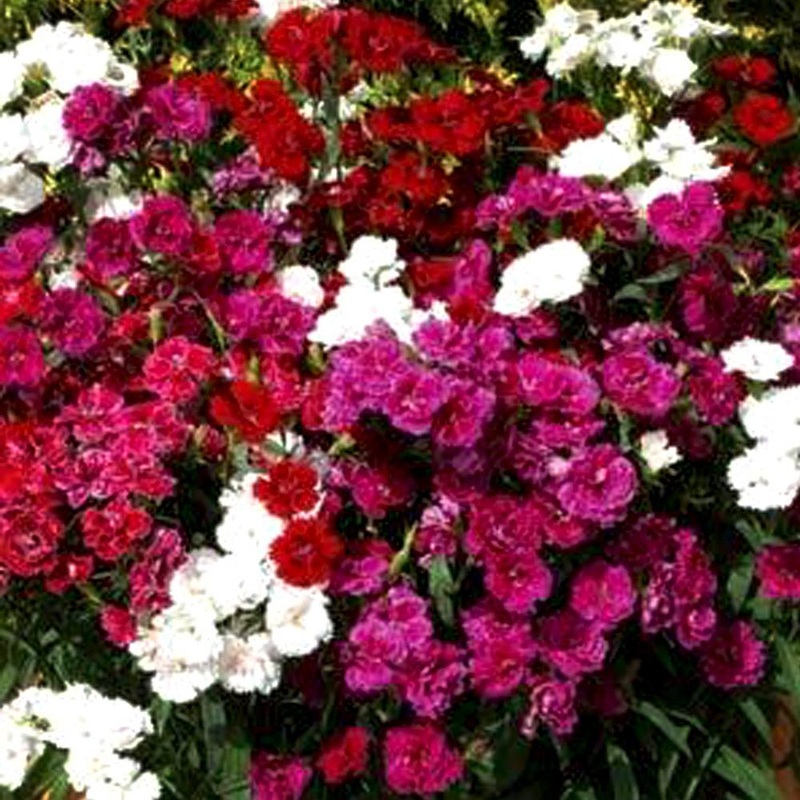 Dianthus Dbl. Dynasty Mix