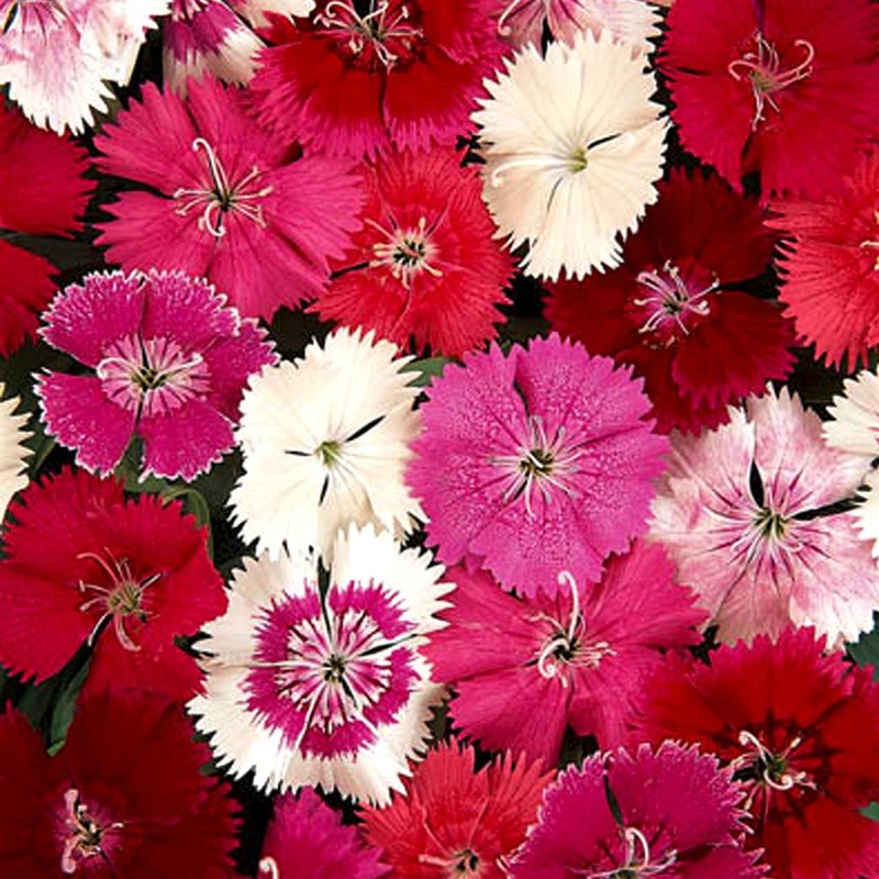 Dianthus Ideal Formula Mix