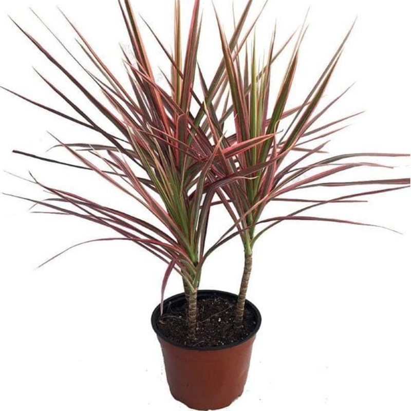 Dracaena Colorama – Plant