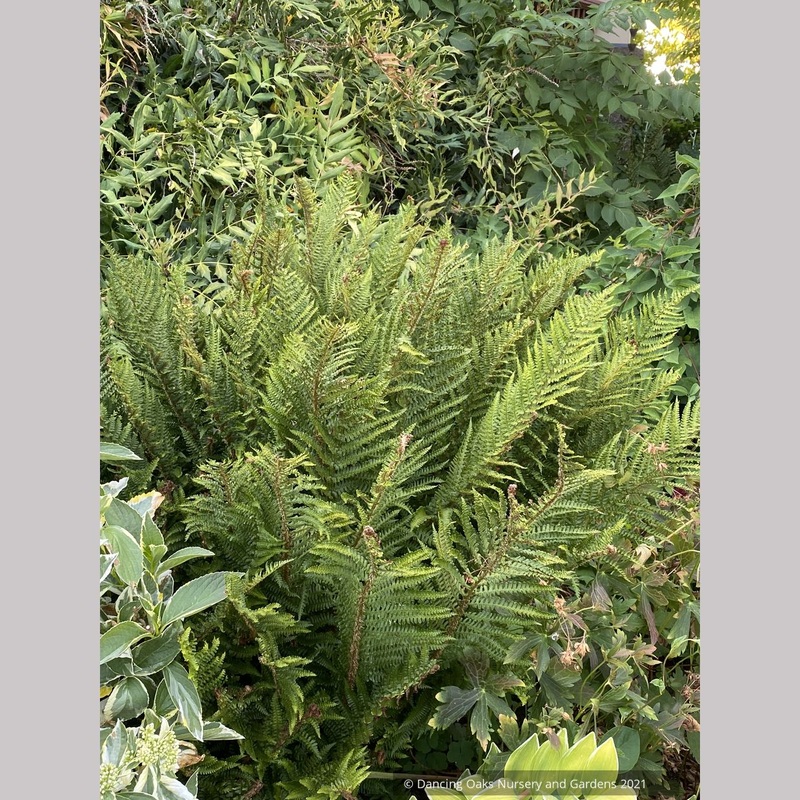 Dryopteris cambrensis ‘Crispa Barnes’, Crisped Golden-scaled Male Fern