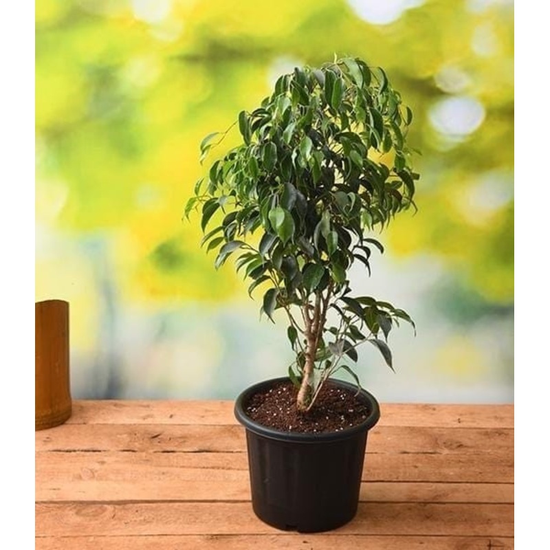 Ficus Benjamina, Weeping Fig – Plant