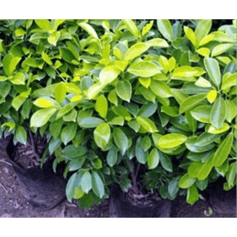 Ficus Panda – Plant