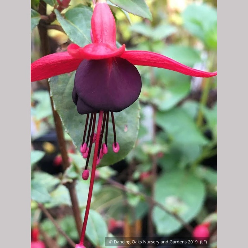 Fuchsia ‘DebRon’s Black Cherry’, Hardy Fuchsia