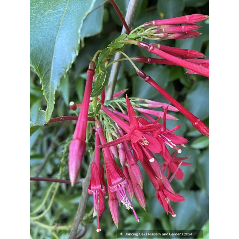 Fuchsia ‘Scarlet Ribbons’, Lady’s Eardrops Fuchsia