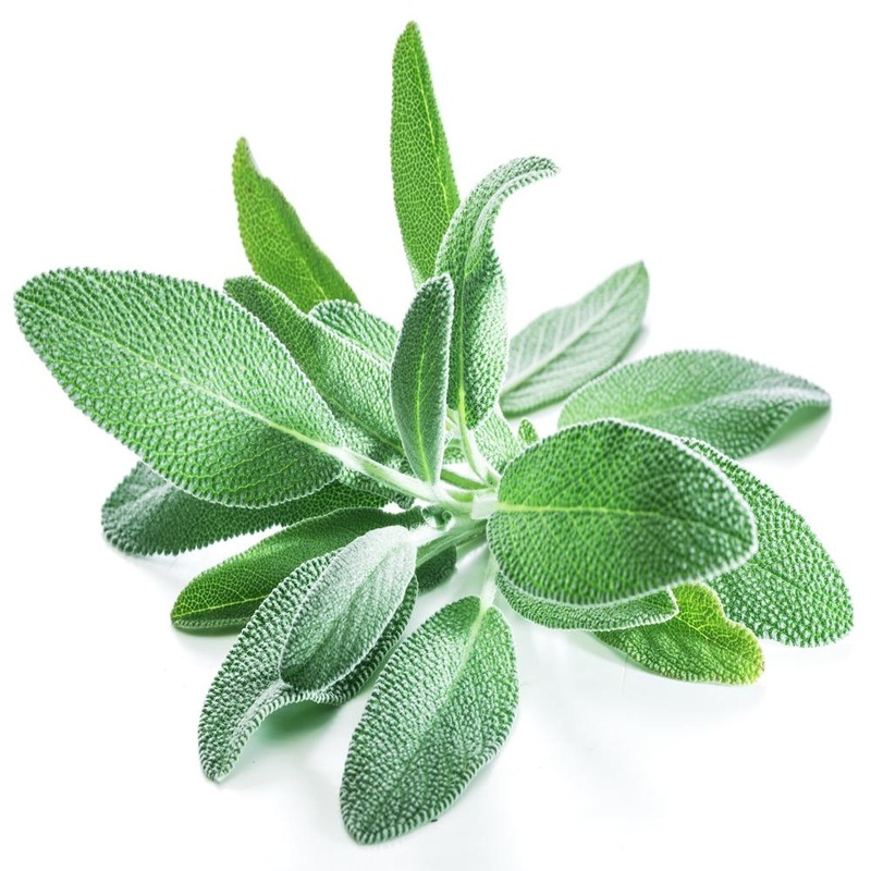 Garden Sage