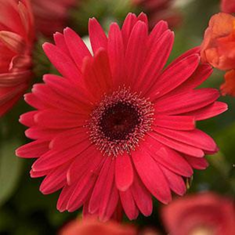 Gerbera Mega Revolution Formula Mix-HY