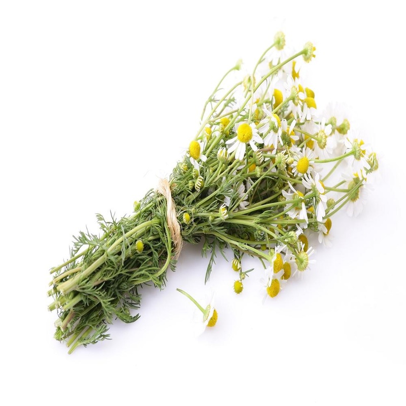 German Chamomile