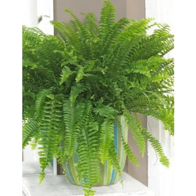 Green Fern Plant – Mini