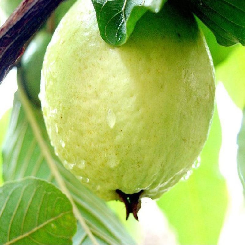 Guava-Lucknow-49(Air Layered Plant) – Fruit Plants & Tree