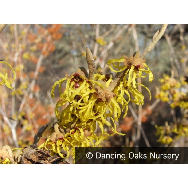 Hamamelis x intermedia ‘Arnold Promise’, Witch Hazel