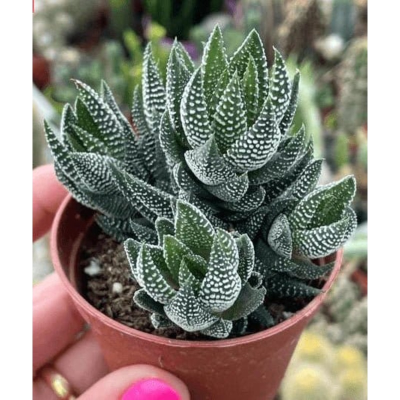 Haworthia Coarctata Succulent Plant