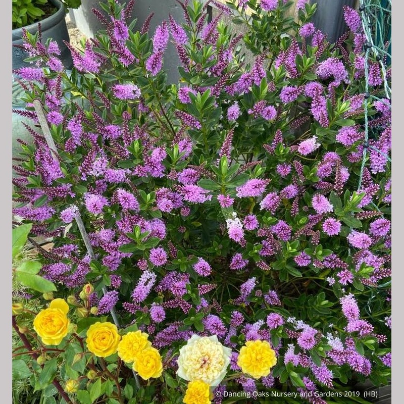 Hebe ‘Hanne’, Shrubby Veronica