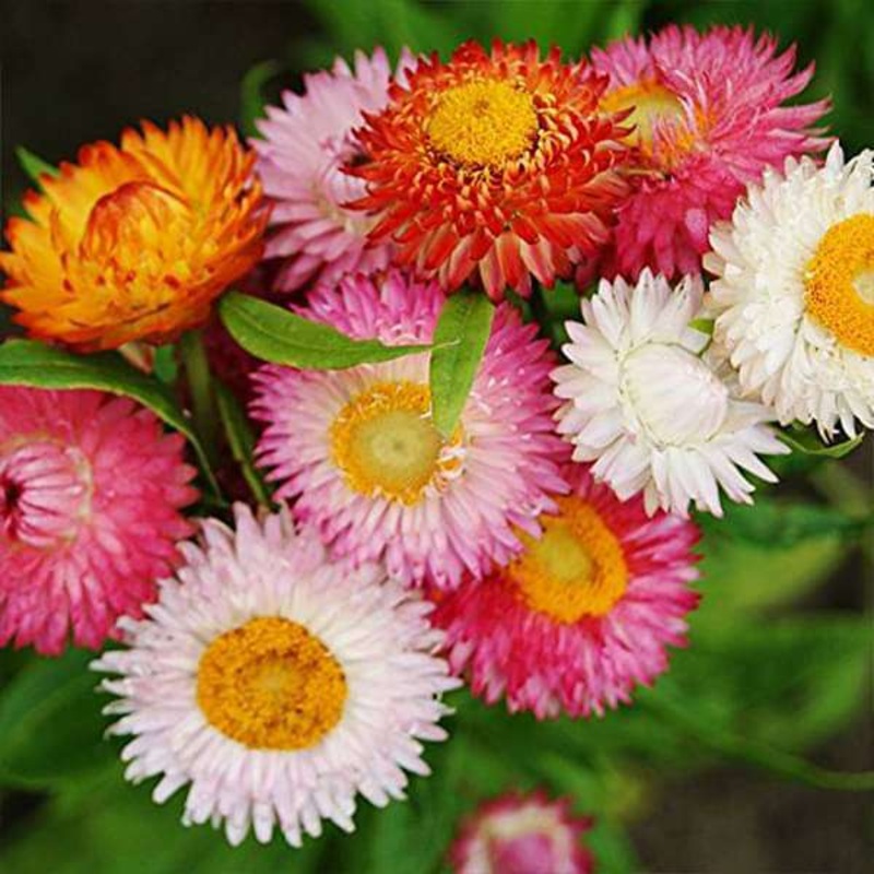 Helichrysum bracteatum Dwarf Mixed Color – Flower Seeds