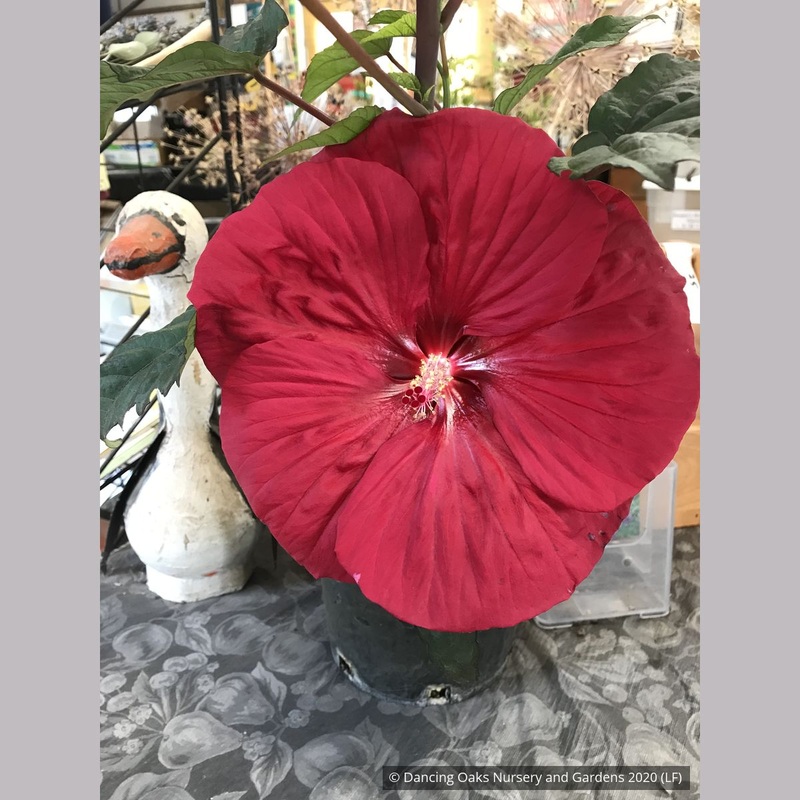 Hibiscus ‘Mars Madness’ PPAF, Hardy Hibiscus