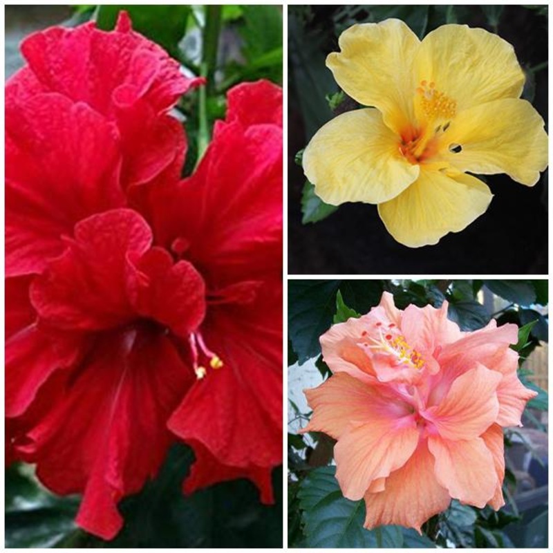 Hibiscus (Pack of 3) – Plant